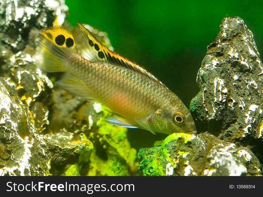 Aquarium Fish Cichlidae