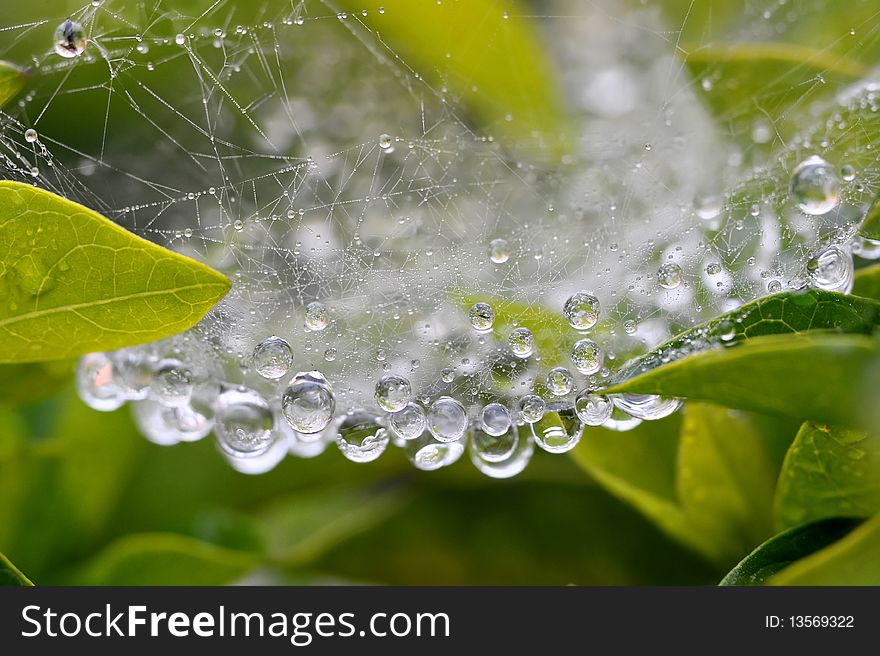 Macro shot on spider net that with water drops. Macro shot on spider net that with water drops.