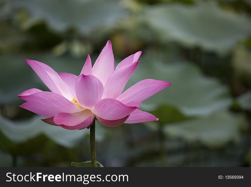 Lotus blossoming on a lake