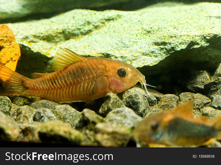 Colored beautiful aquarium fish underwater