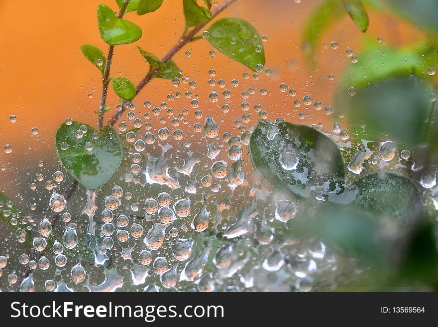 Water drops at spider net