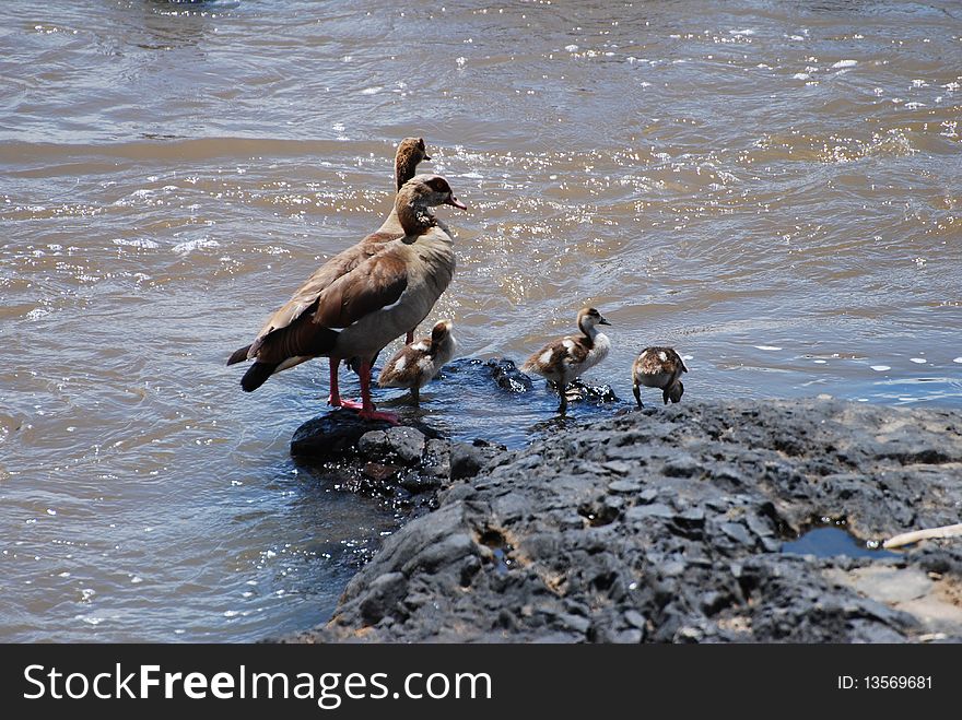 Adult egyptian geese watch their offspring as they take their first tentative steps into the fast flowing Mara river in Kenya