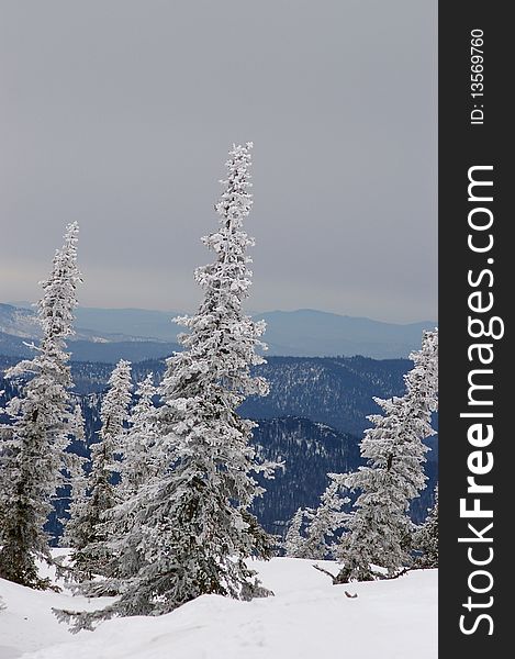 Snow cowered fir tree on the top of the mountain