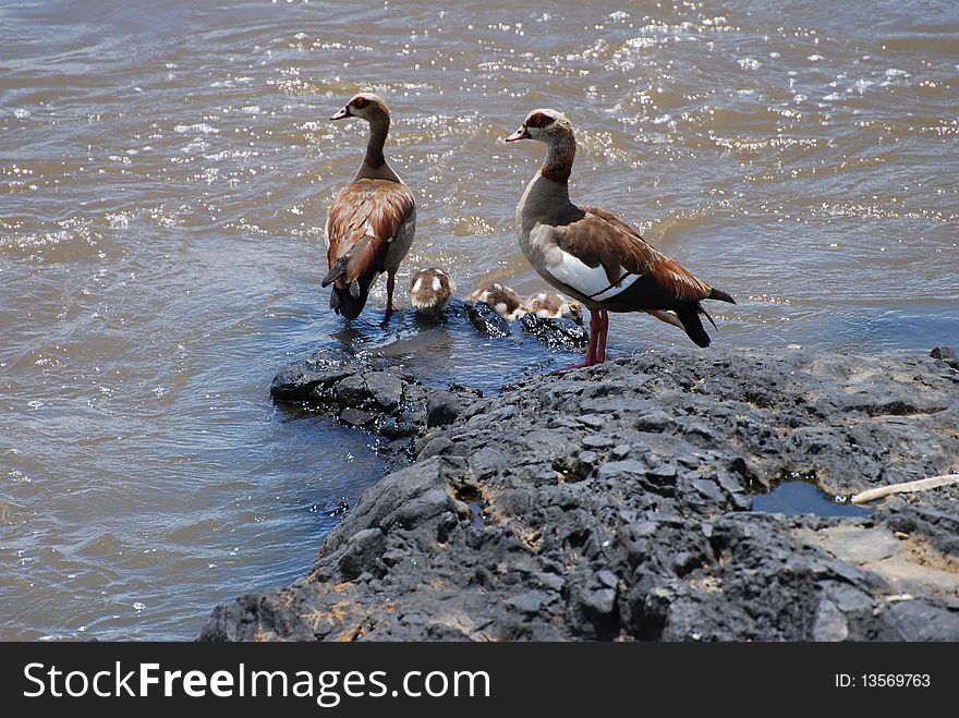 Adult Egyptian geese watch their offspring as they attempt to swim in the Mara river in Kenya. Adult Egyptian geese watch their offspring as they attempt to swim in the Mara river in Kenya