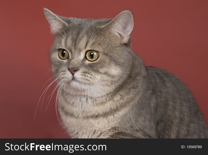 British short-hair cat animals feline. British short-hair cat animals feline