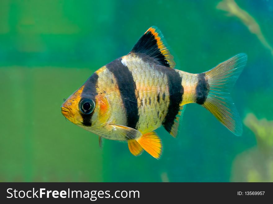 Colored beautiful aquarium fish underwater. Colored beautiful aquarium fish underwater