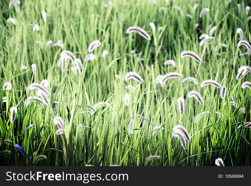 Flowers from somekind of grass