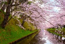 Full Bloom Sakura - Cherry Blossom At Hirosaki Park In Hirosaki, Japan Stock Photos