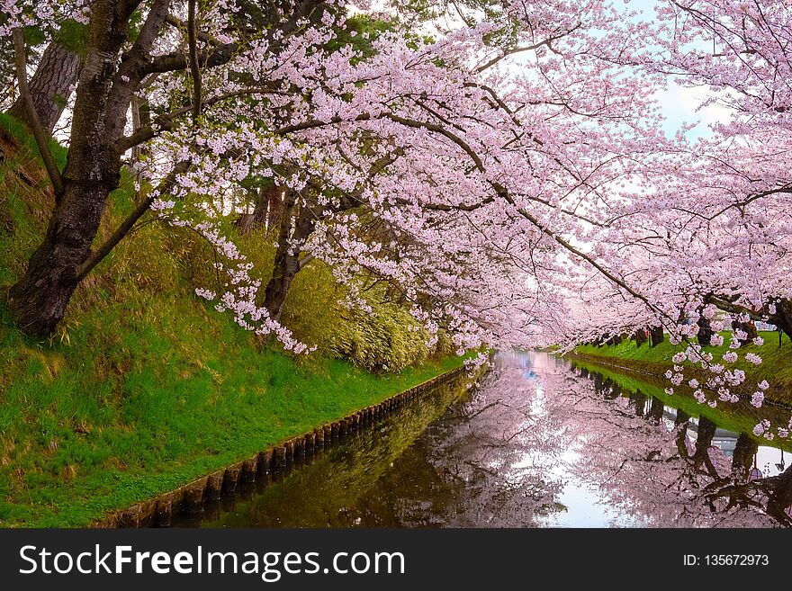 Full bloom Sakura - Cherry Blossom at Hirosaki park, one of the most beautiful sakura spot in Tohoku region and Japan. Full bloom Sakura - Cherry Blossom at Hirosaki park, one of the most beautiful sakura spot in Tohoku region and Japan