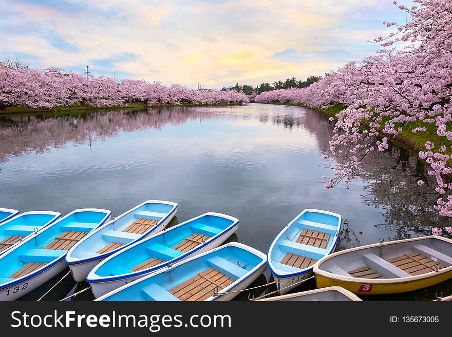 Full bloom Sakura - Cherry Blossom at Hirosaki park in Hirosaki, japan