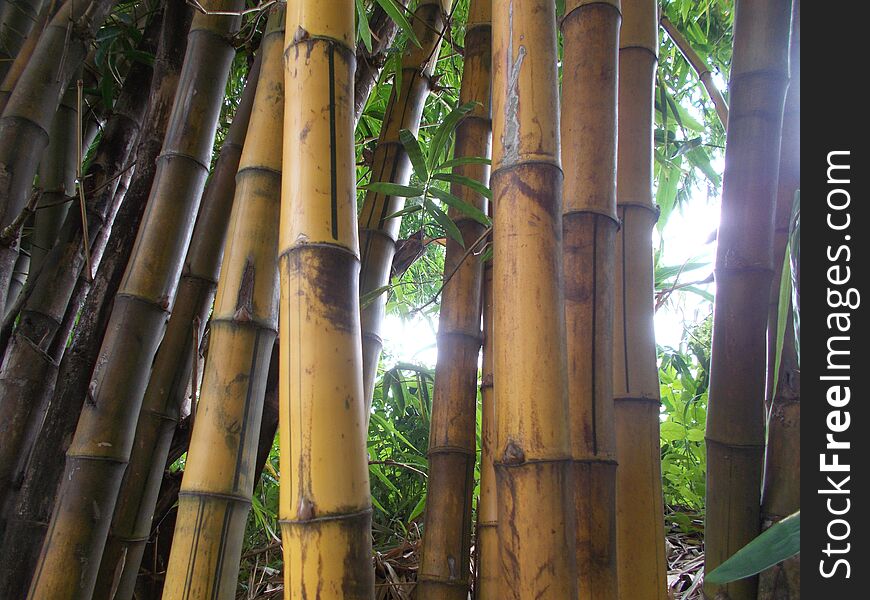 Yellow Bamboo forest old and big