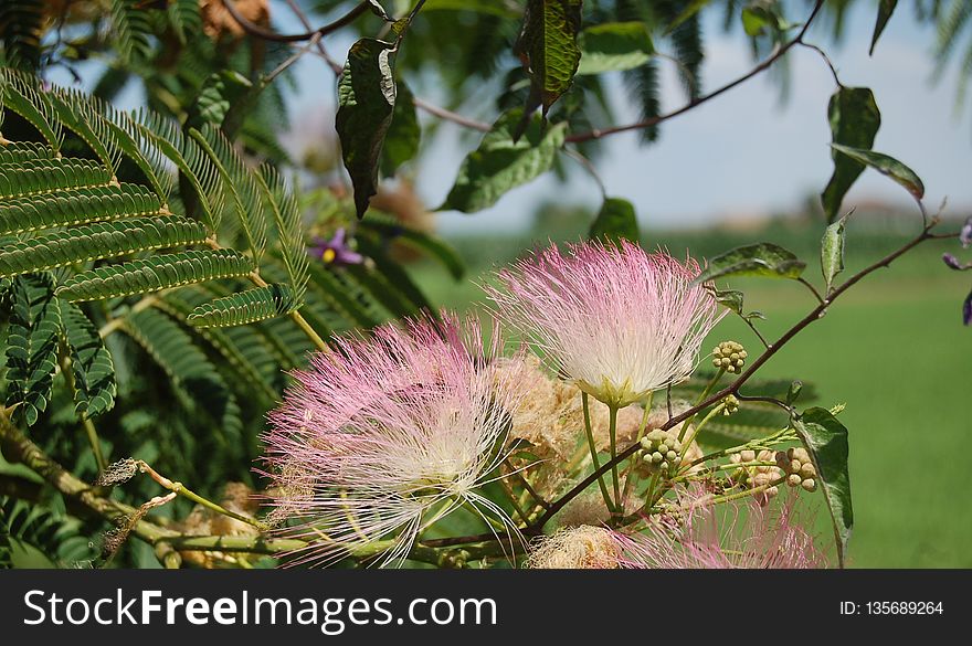 Plant, Vegetation, Flora, Flower