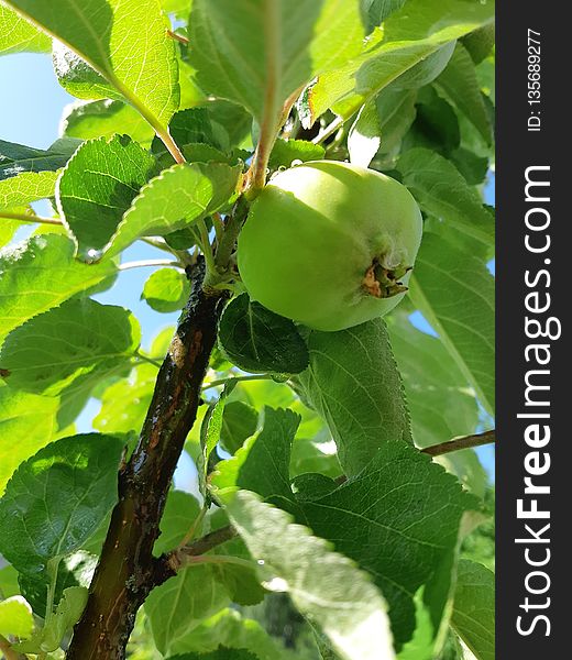 Fruit Tree, Leaf, Fruit, Branch