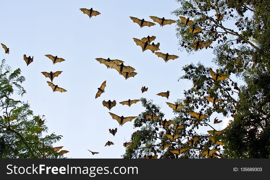 Fauna, Sky, Bird, Leaf