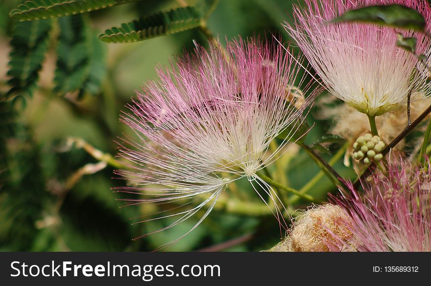 Plant, Vegetation, Flora, Flower