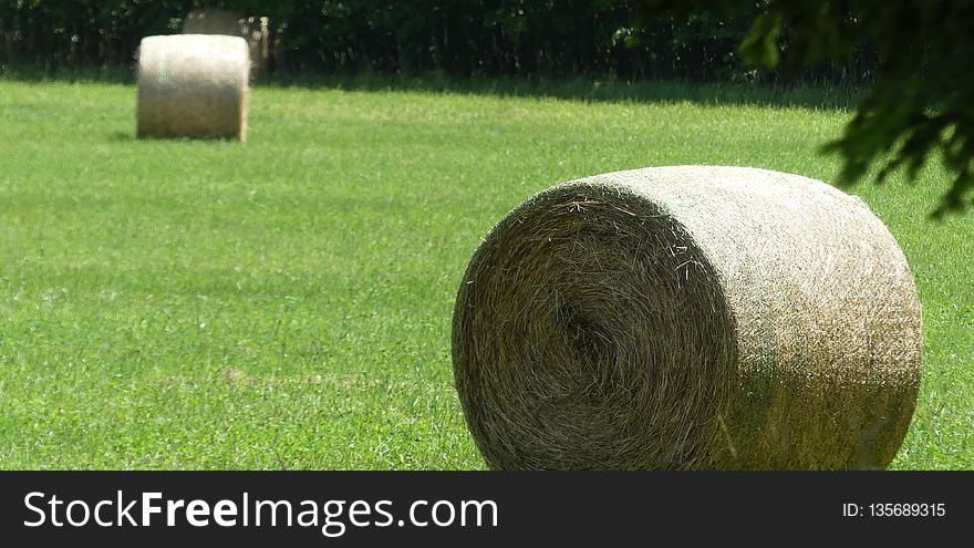 Grass, Hay, Field, Lawn