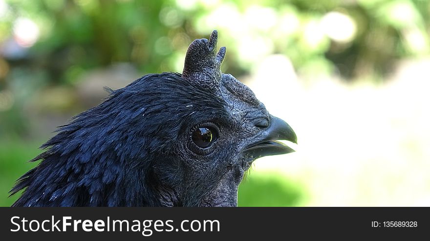 Beak, Fauna, Bird, Galliformes