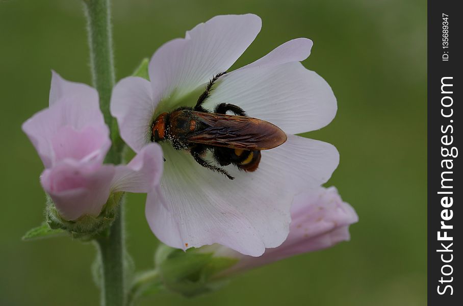 Insect, Bee, Nectar, Flora