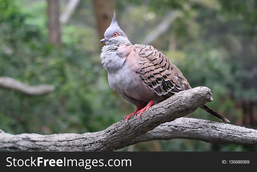 Bird, Fauna, Beak, Piciformes