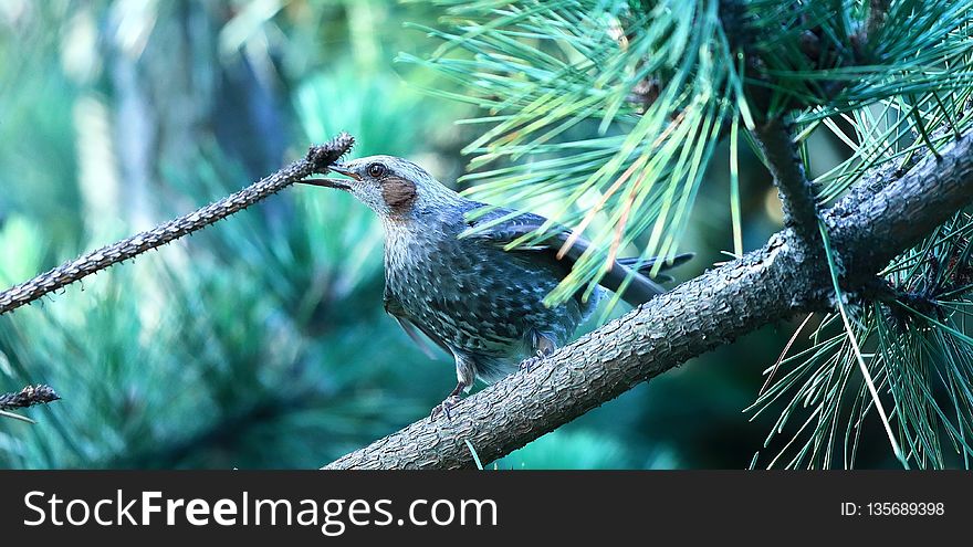 Bird, Fauna, Ecosystem, Beak