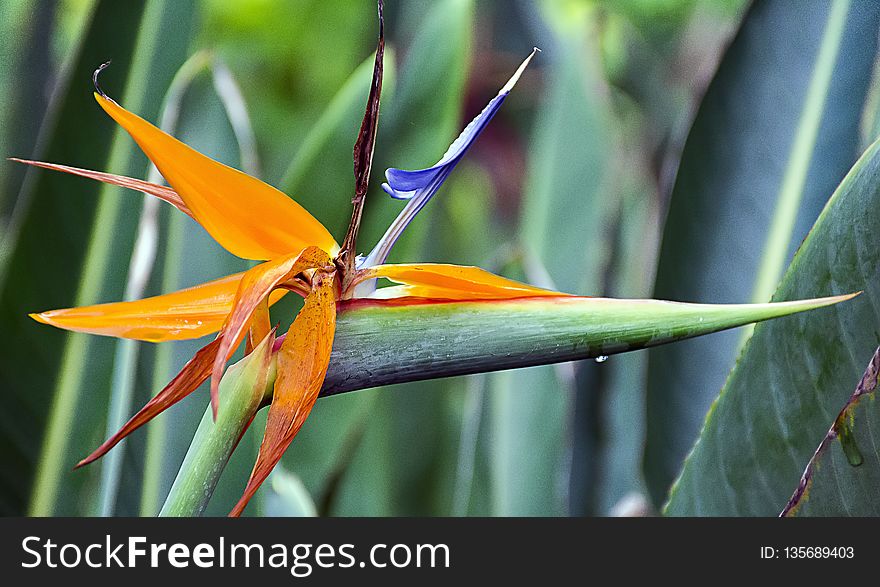 Flora, Plant, Flower, Plant Stem