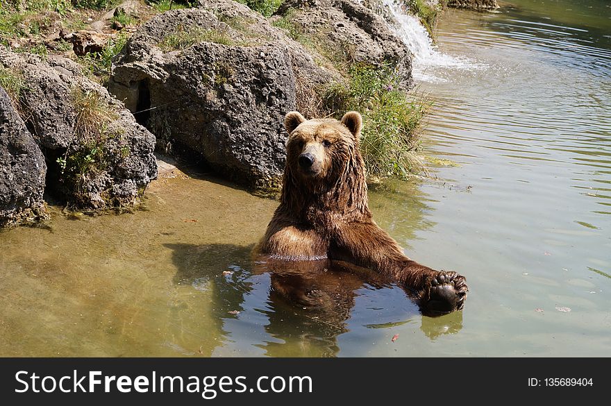 Brown Bear, Grizzly Bear, Bear, Wildlife