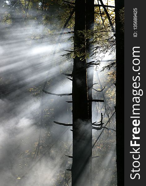 Reflection, Water, Tree, Sunlight