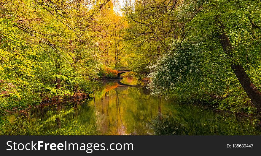 Reflection, Nature, Water, Waterway