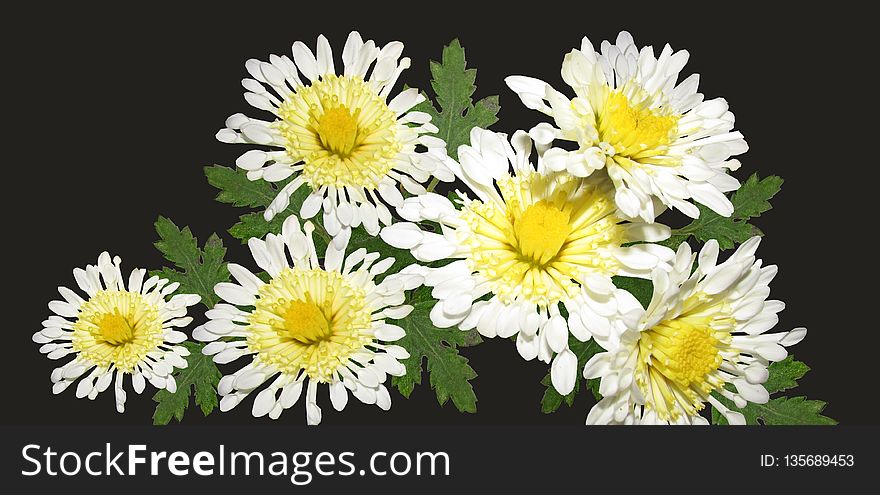 Flower, Yellow, Flowering Plant, Oxeye Daisy