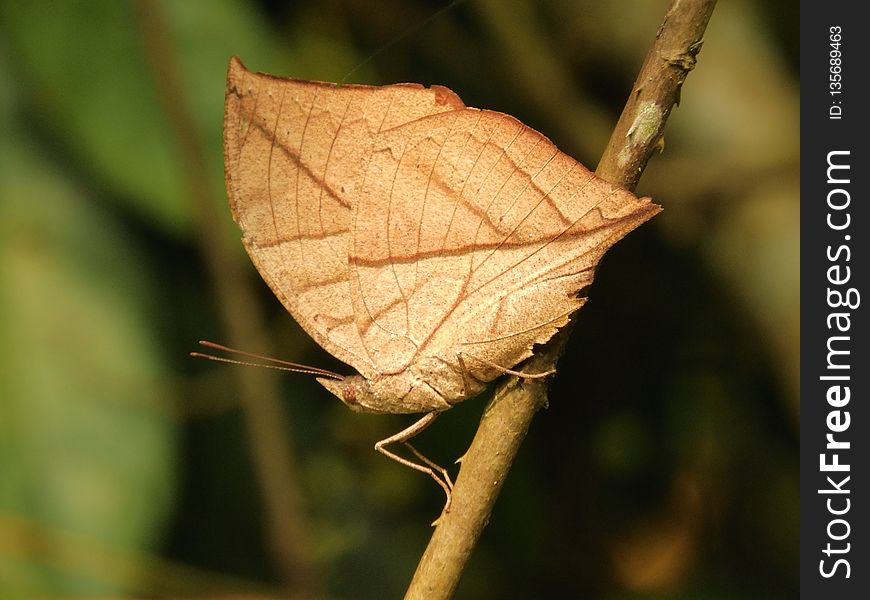 Leaf, Insect, Moth, Macro Photography