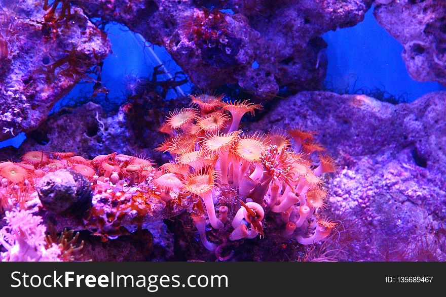 Coral Reef, Coral, Reef, Purple