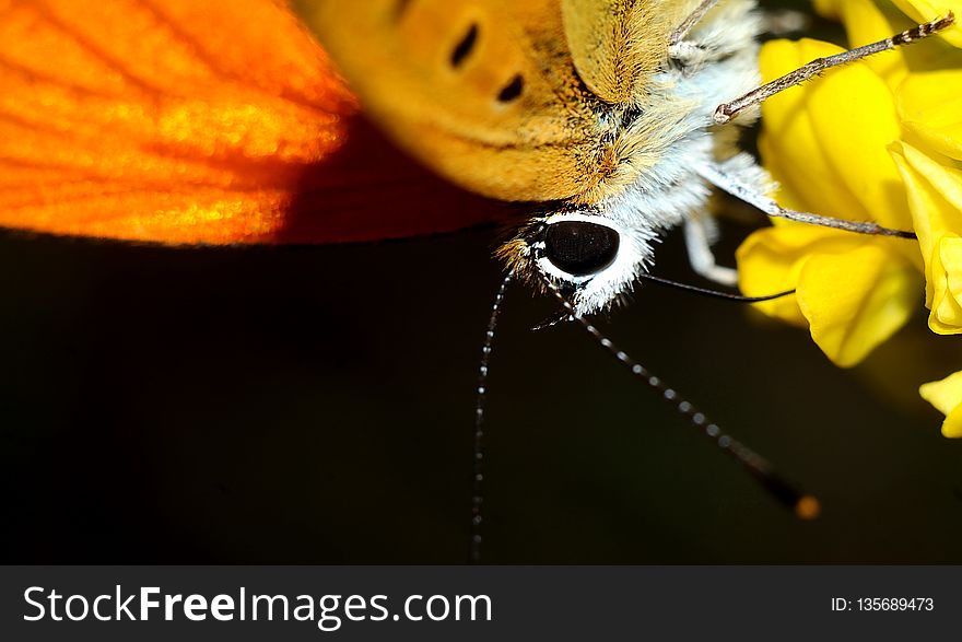 Yellow, Insect, Invertebrate, Macro Photography