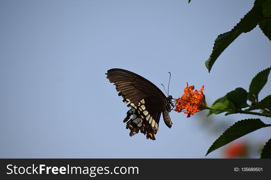 Butterfly, Moths And Butterflies, Insect, Sky