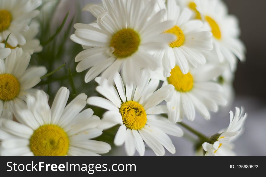 Flower, Oxeye Daisy, Chamaemelum Nobile, Yellow