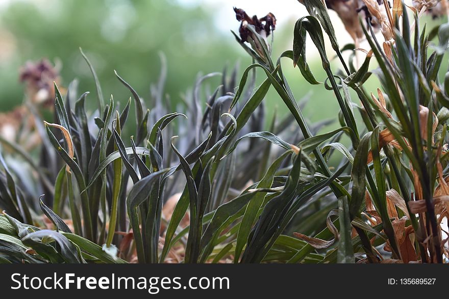 Plant, Flora, Vegetation, Flower