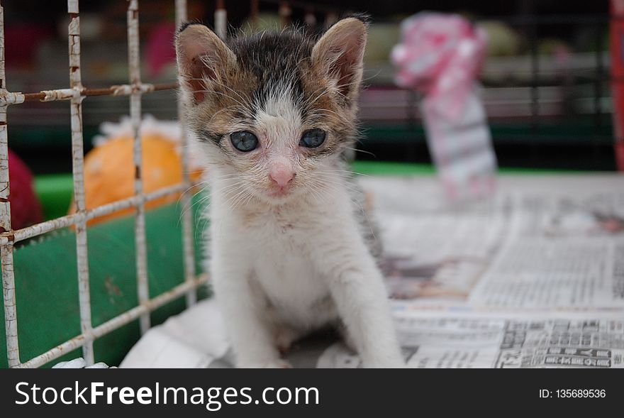 Cat, Small To Medium Sized Cats, Fauna, Whiskers