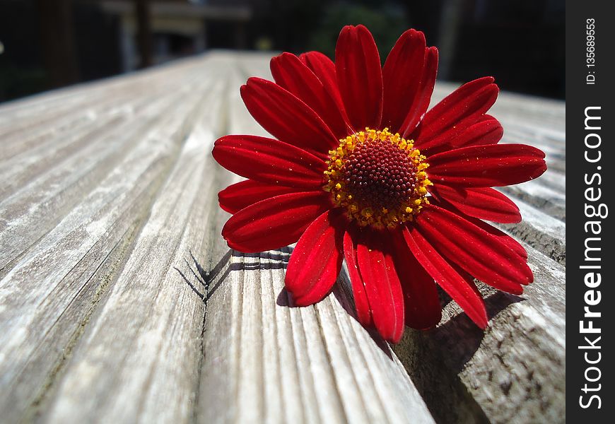 Flower, Red, Flora, Petal