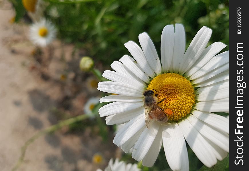 Flower, Oxeye Daisy, Pollen, Nectar