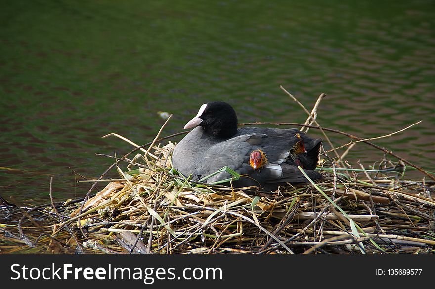 Bird, Fauna, Beak, Water