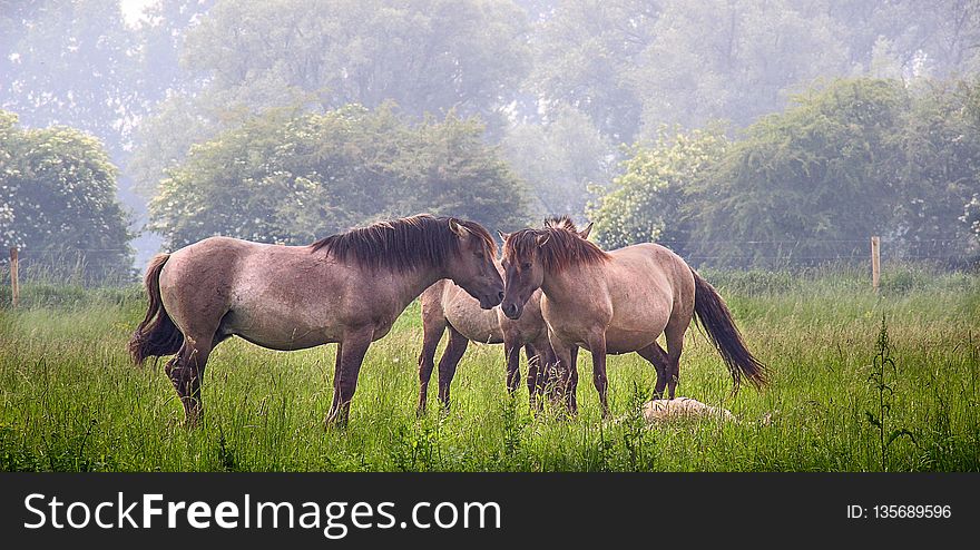 Horse, Grassland, Pasture, Ecosystem
