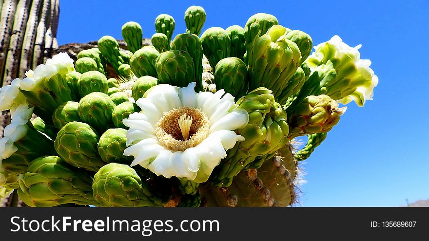 Plant, Vegetation, Cactus, Flowering Plant