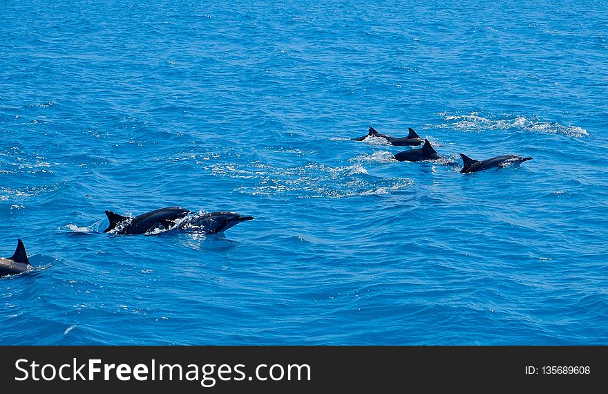 Dolphin, Water, Marine Mammal, Whales Dolphins And Porpoises