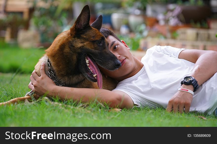 Dog, Dog Like Mammal, Dog Breed, German Shepherd Dog