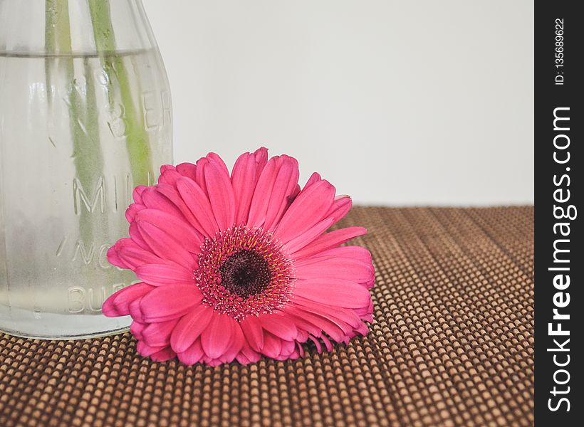 Flower, Pink, Gerbera, Flowering Plant