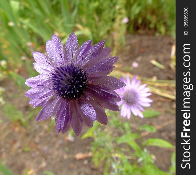 Flower, Flora, Purple, Plant