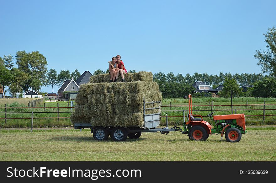 Hay, Plant, Grassland, Field