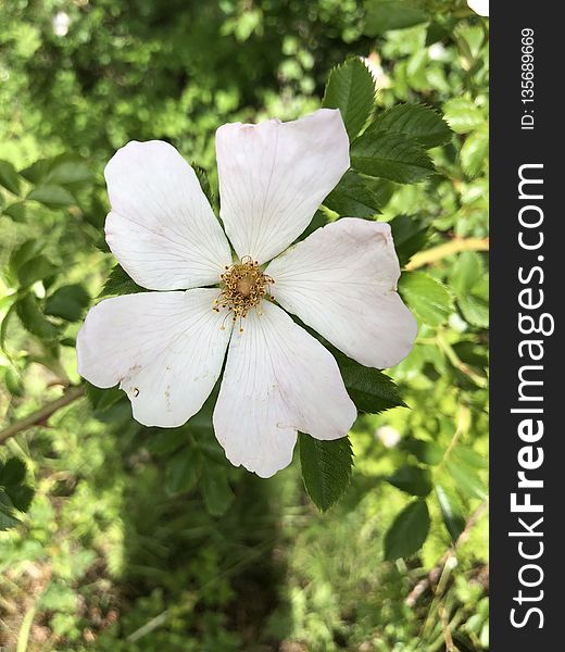 Flower, Flora, Plant, Wildflower