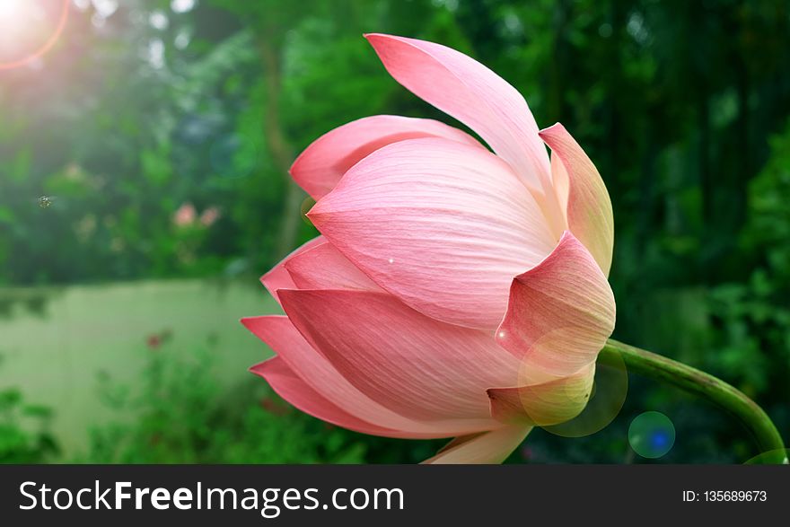 Flower, Plant, Green, Pink