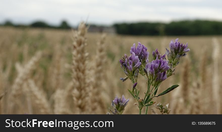 Lavender, Plant, Flower, Field