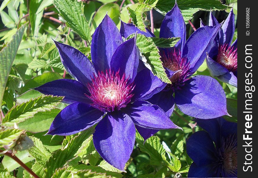 Flower, Plant, Purple, Flora